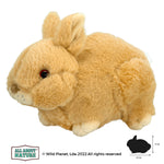 Baby Rabbit